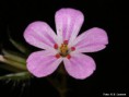 /album/robertskruid1/geranium-robertianum-bloem-jpg1/